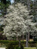 dogwood-20170325_DSC0256-10x13-.jpg