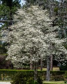 dogwood-20170325_DSC0256-8x10-.jpg